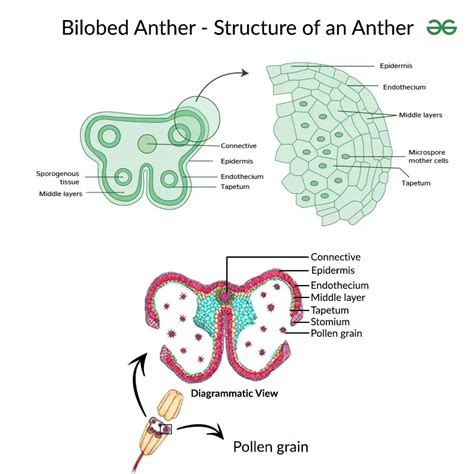 無根萍|The Flower Structure and Anther Dehiscence of Wolffia arrhiza ...